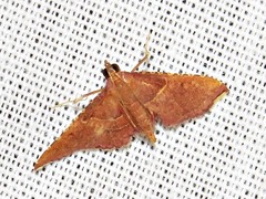 Endotricha erythralis