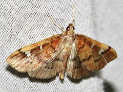 Prophantis