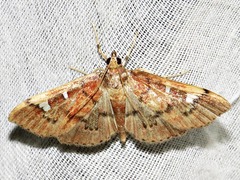 Prophantis