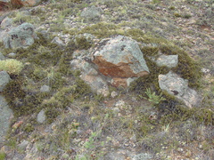 Selaginella sanguinolenta