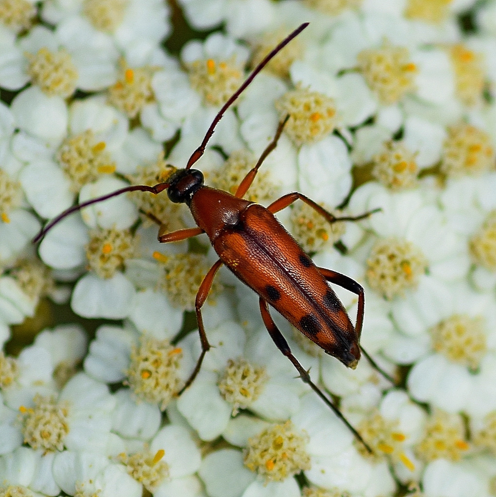 Stenurella septempunctata