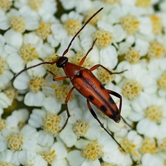 Stenurella septempunctata