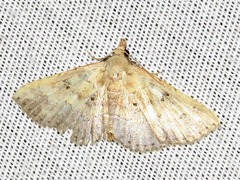 Cerynea thermesialis