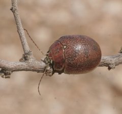 Paropsis roseola