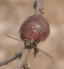 Paropsis roseola