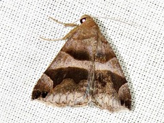 Dysgonia torrida