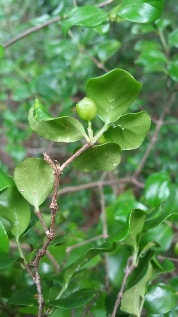 Coffea mcphersonii