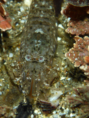 Crangon franciscorum