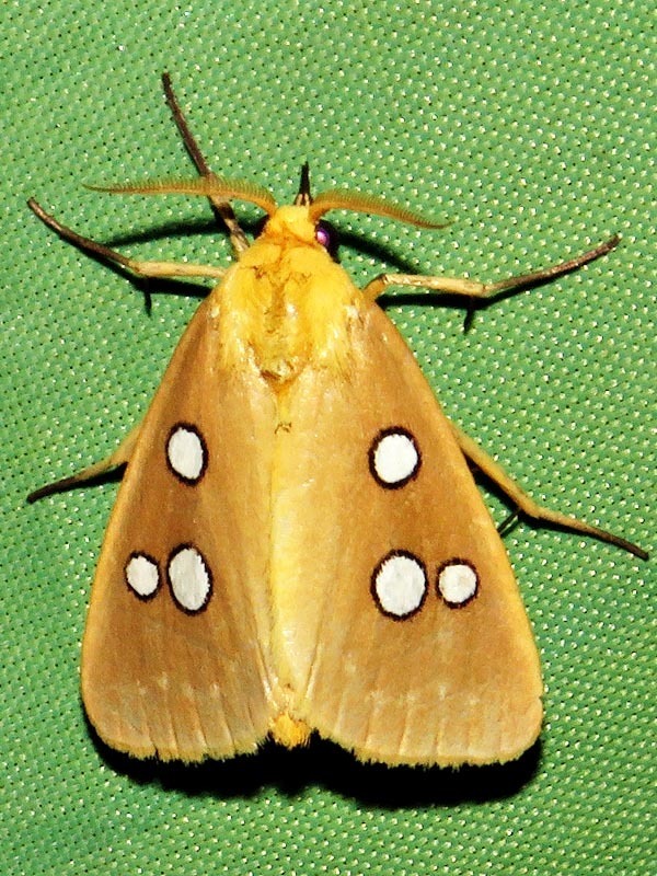 Mohican Dice Moth