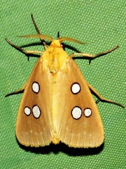 Rhanidophora cinctigutta