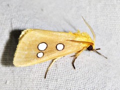 Rhanidophora cinctigutta