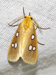 Rhanidophora cinctigutta