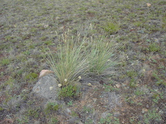 Festuca sibirica