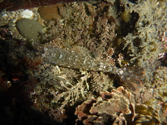 Crangon franciscorum