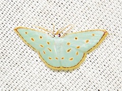 Comostolopsis stillata stillata