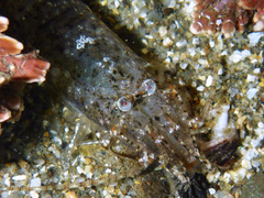 Crangon franciscorum