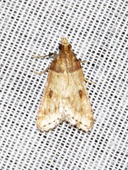 Loryma basalis