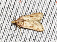 Loryma basalis