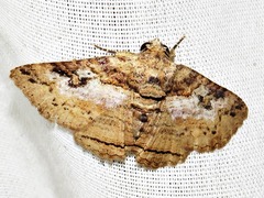Pericyma mendax
