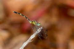 Nannophlebia eludens