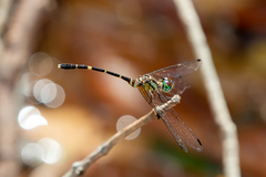 Nannophlebia eludens