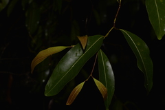 Cryptocarya microneura