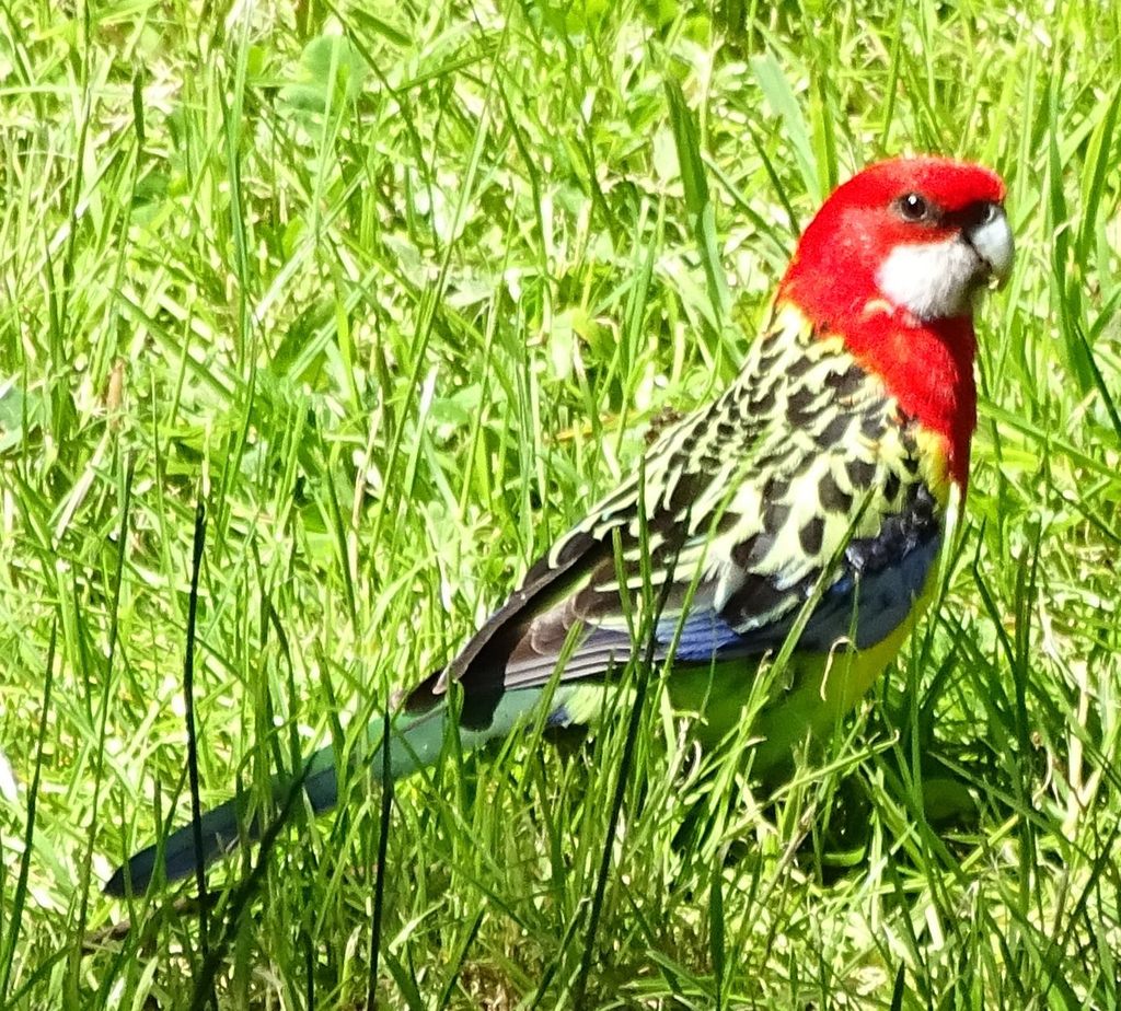 Eastern Rosella from Kelburn, Wellington, New Zealand on November 29 ...