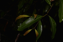 Cryptocarya microneura