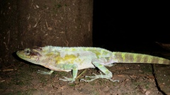 Anolis baleatus
