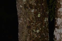 Cryptocarya microneura