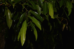 Cryptocarya microneura