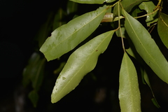 Cryptocarya microneura