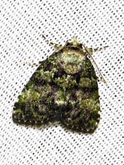 Iambia melanochlora