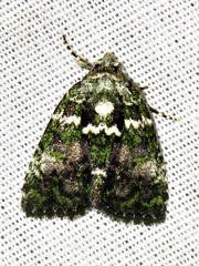 Iambia melanochlora