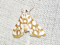 Obtusipalpis pardalis