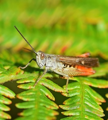 Chorthippus maritimus maritimus