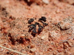 Enchylium coccophorum