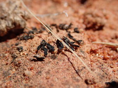 Enchylium coccophorum