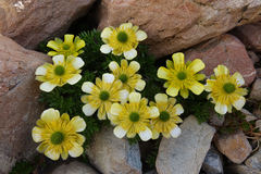 Ranunculus sericophyllus
