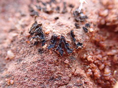 Enchylium coccophorum