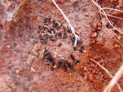 Enchylium coccophorum