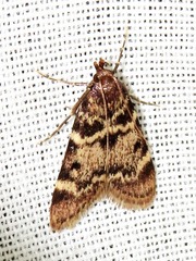 Aglossa phaealis