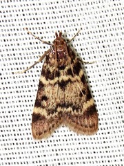 Aglossa phaealis