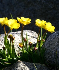 Ranunculus pseudohirculus