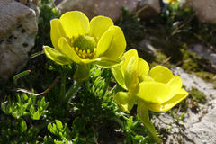 Ranunculus sericophyllus