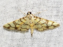 Pardomima