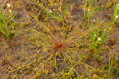Juncus supiniformis