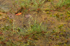 Juncus supiniformis