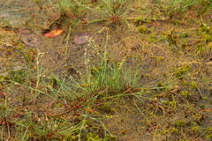 Juncus supiniformis