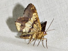 Chiasmia umbrata
